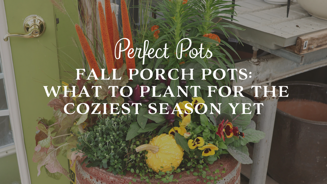 Fall Porch Pots: What to Plant for the Coziest Season Yet