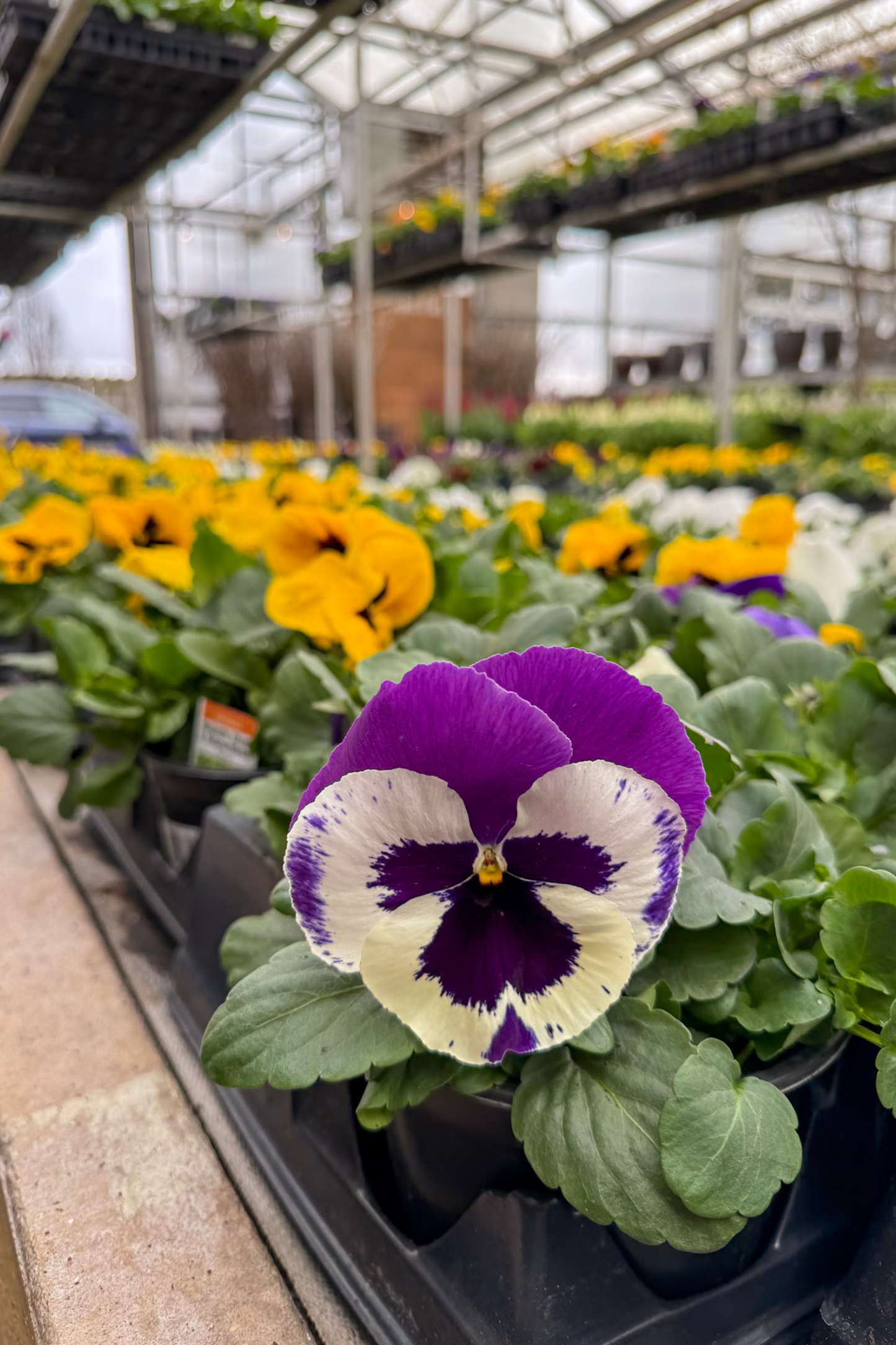 Pansymonium - March 9th-13th, 2026