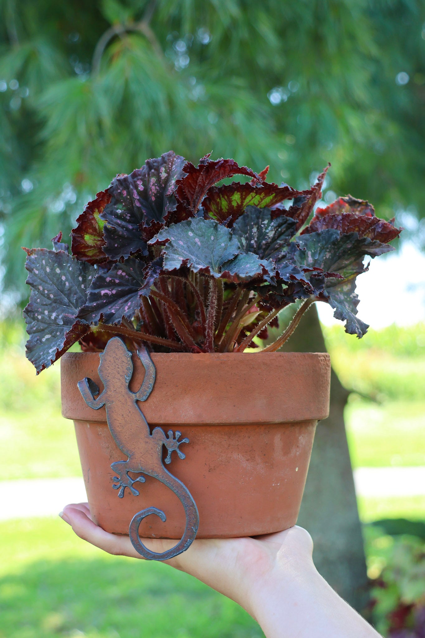 lizard plant pot Rustic Lizard Pot Hanger