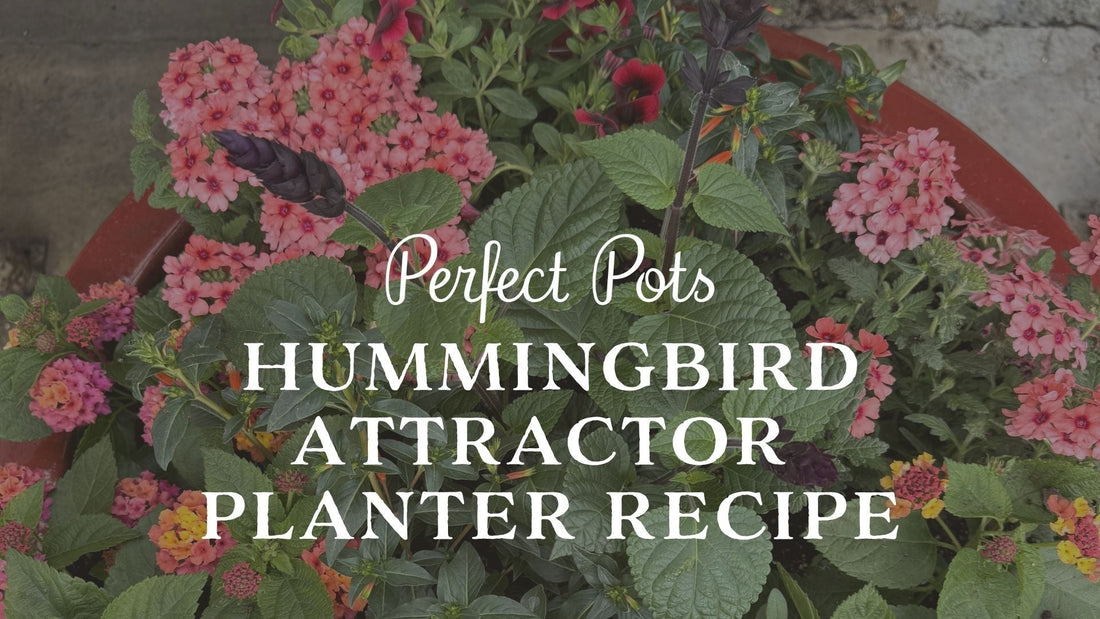 Hummingbird Planter Recipe: A Summer Container Garden Hummingbirds Will Love