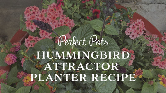 Hummingbird Planter Recipe: A Summer Container Garden Hummingbirds Will Love