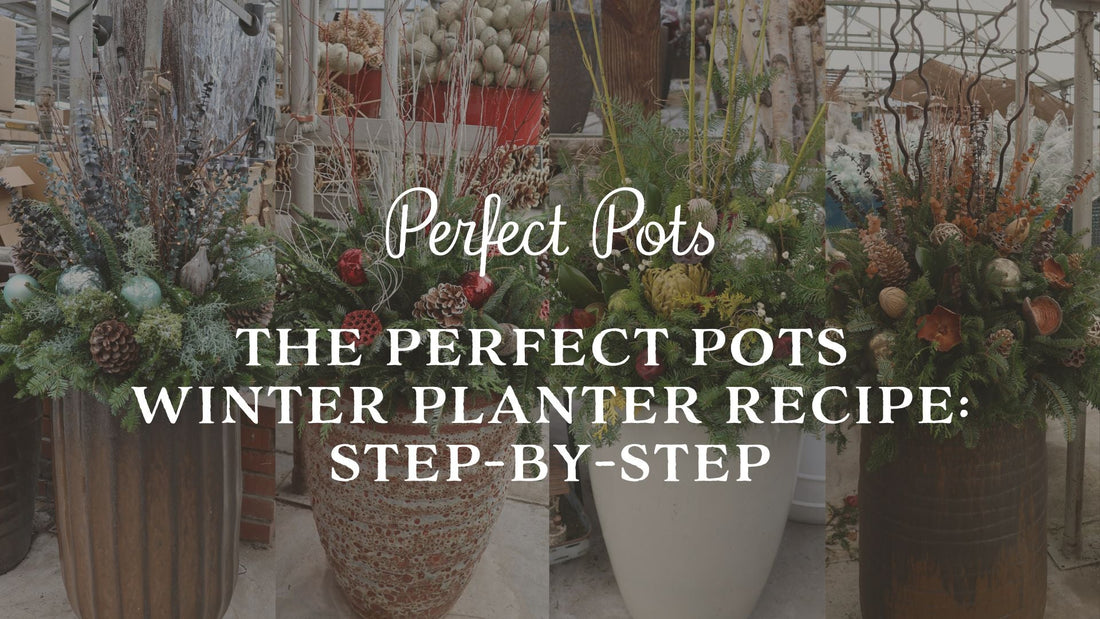 Winter Planter Recipe: A Step-by-Step Guide to Stunning Evergreen Outdoor Planters