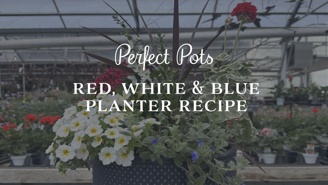 Red, White & Blue Planter Recipe: Patriotic Summer Color That Lasts All Season