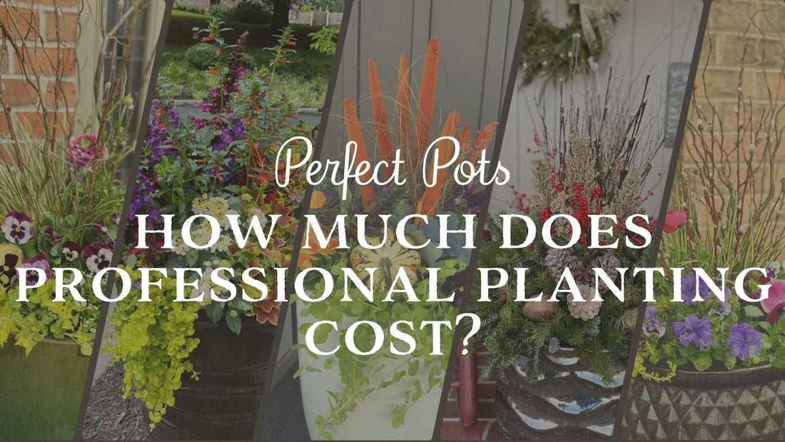 How Much Does Professional Seasonal Planting Cost?