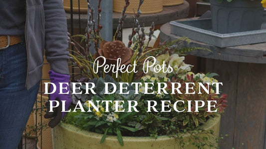 Deer Resistant Planter Recipe: Container Gardens Deer Won’t Eat