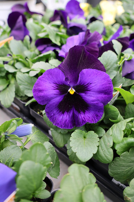 Pansies - Assorted Colors