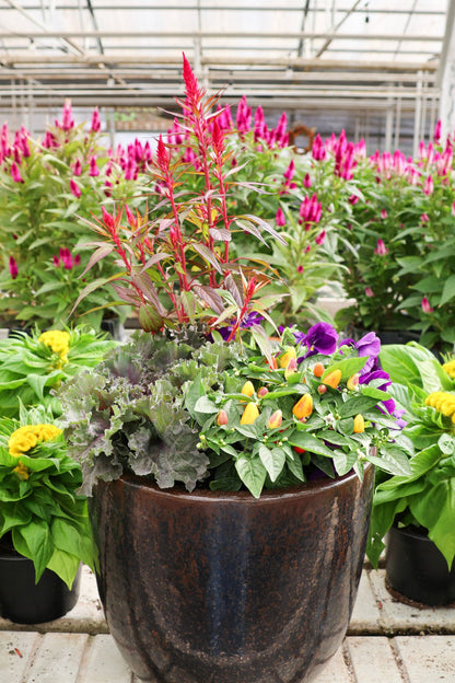 Fall Frenzy - Aug 27th - Sept 4th, 2026