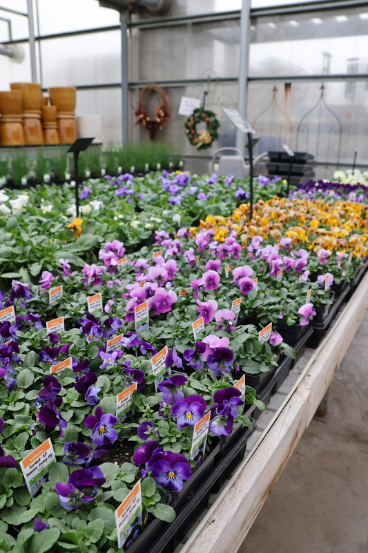 Violas – Assorted Colors
