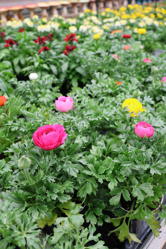 Ranunculus – 4.5" Assorted Colors