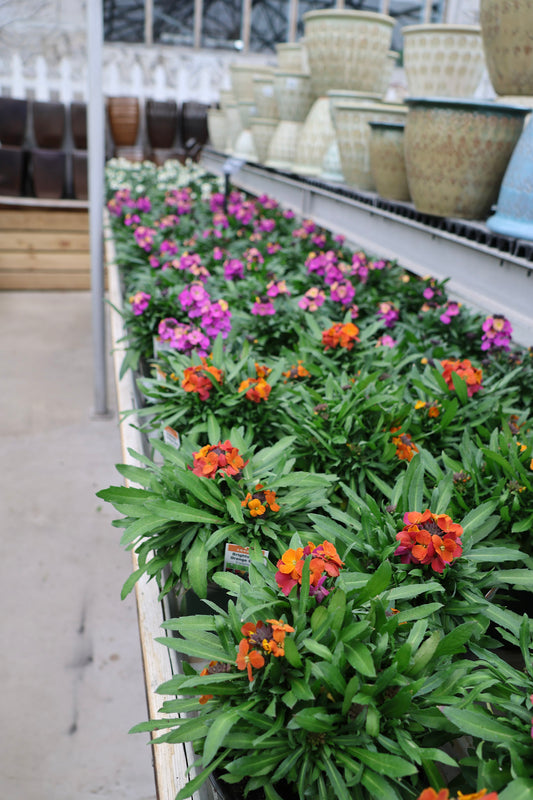 Wallflower – 6" Assorted Colors